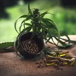 Cannabis light: cosa sapere per comprendere il trend delle vendite online