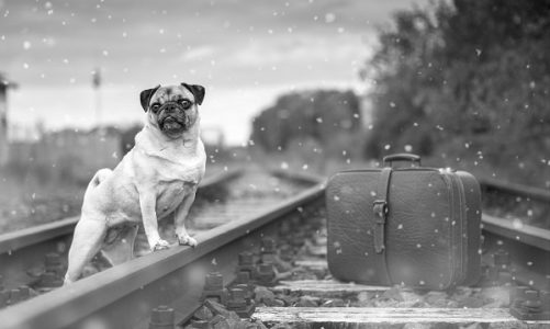 Viaggiare in treno con il cane: informazioni utili