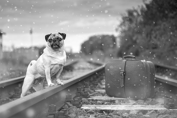 Viaggiare in treno con il cane